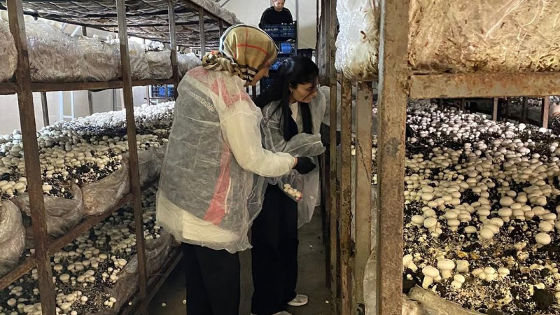 Mantar Üretimine Yerinde Teknik İnceleme