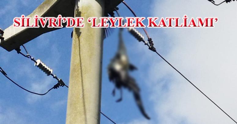 SİLİVRİ’DE, (LEYLEK KATLİAMI)…!