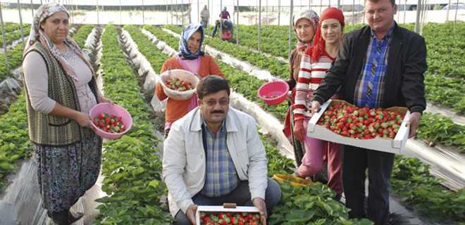 Silivri Çilek Üretimi İle Bir İlki Gerçekleştirdi