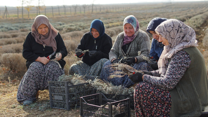 Silivri Belediyesi TÜRAM’da Lavanta Çelik Alımları Başladı!